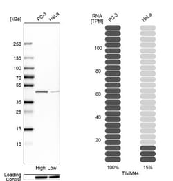 TIMM44 Antibody, Novus Biologicals 0.1mL; Unlabeled:Antibodies, Polyclonal